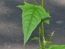 Orach