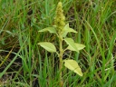 More Redroot Pigweed