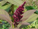 More Red Amaranth