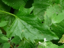 Strawberry-blite