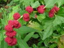 Amaranth Family