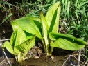 Skunk Cabbage