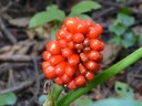 Jack-in-the-Pulpit