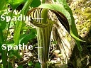 Jack-in-the-Pulpit