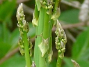 Asparagus Family