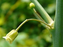 More Wild Asparagus
