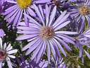 More Amethyst Aster