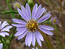 More Azure Aster