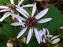 More Lowrie's Aster