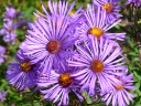 Aster Family 1