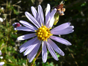 More Smooth Aster