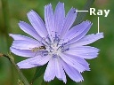Chicory
