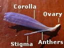 Chicory