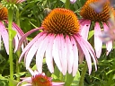 More Purple Coneflower