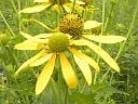 More Tall Coneflower