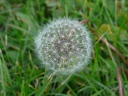More Common Dandelion