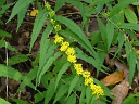 Blue-stemmed Goldenrod