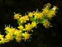 More Rough-leaved Goldenrod