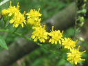 More Rough-stemmed Goldenrod