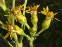 More Stiff Goldenrod