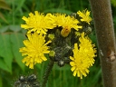 More Meadow Hawkweed