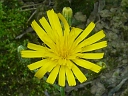 More Common Hawkweed