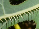 Prickly Lettuce
