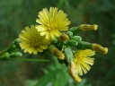 More Prickly Lettuce