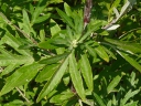 Mugwort