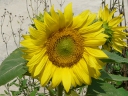More Common Sunflower