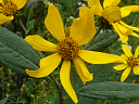 Pale-leaved Sunflower