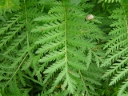 More Common Tansy