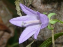 More Creeping Bellflower