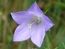 More Harebell