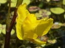 Bladderwort Family