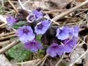 More Common Lungwort