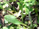 More Red Lungwort
