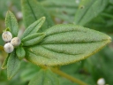 More European Stoneseed