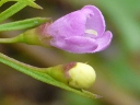 Broom-rape Family