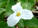 Bunchflower Family