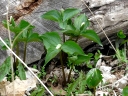 More White Trillium