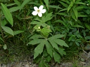 Canada Anemone