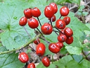 More Red Baneberry