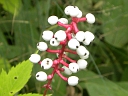 More White Baneberry