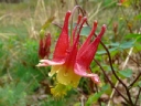 Buttercup / Crowfoot Family