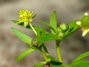 More Kidney-leaf Buttercup