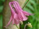 More European Columbine