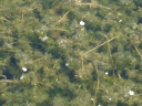 More White Water-Crowfoot