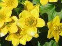More Marsh Marigold