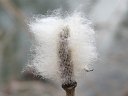More Thimbleweed
